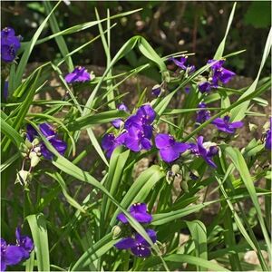 COPY - Spiderwort Plants 10 Bare Root Plants